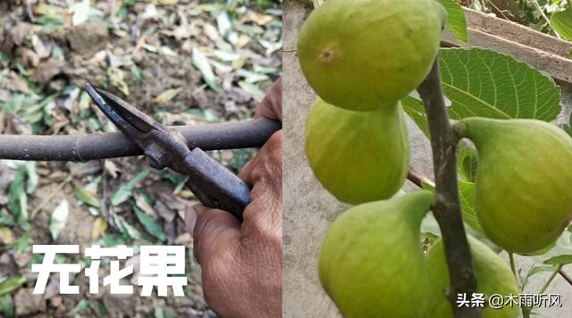 无花果怎样育苗成活率高？掌握5个小方法，手把手教你怎么育苗2