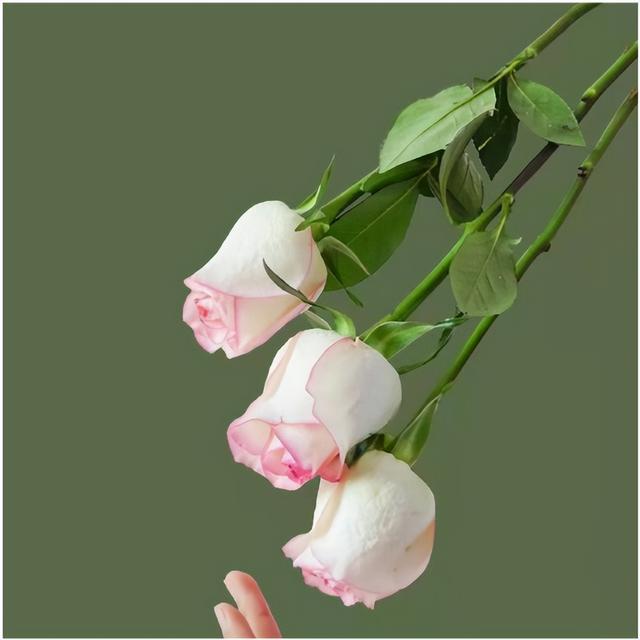 文案｜“玫瑰到了花期，我很想你”