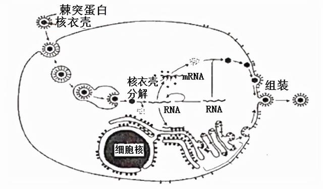 想干啥？俄罗斯将“冠状病毒蛋白质”运往国际空间站，目的何在？