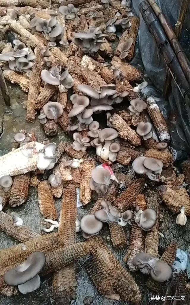 玉米芯平菇栽培技术视频 怎么用玉米芯简易栽培平菇?