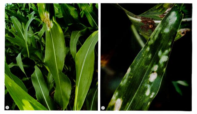 「玉米种植技术」杀虫剂产生药害了怎么办？提早预防3