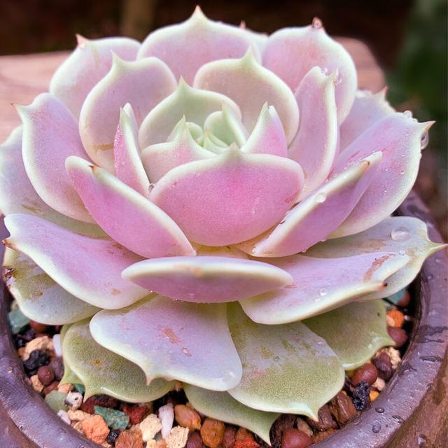 多肉植物种类 多肉植物种类（多肉植物种类介绍） 生活