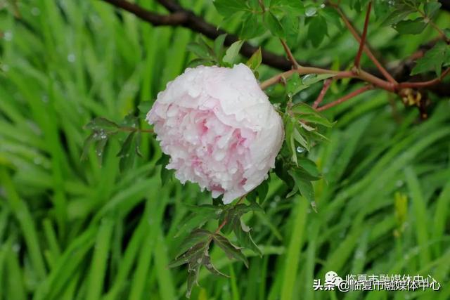 雨后河州牡丹 水珠欲滴 太美了