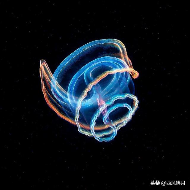 奇妙海洋生物现俄罗斯海域 可从透明变多彩