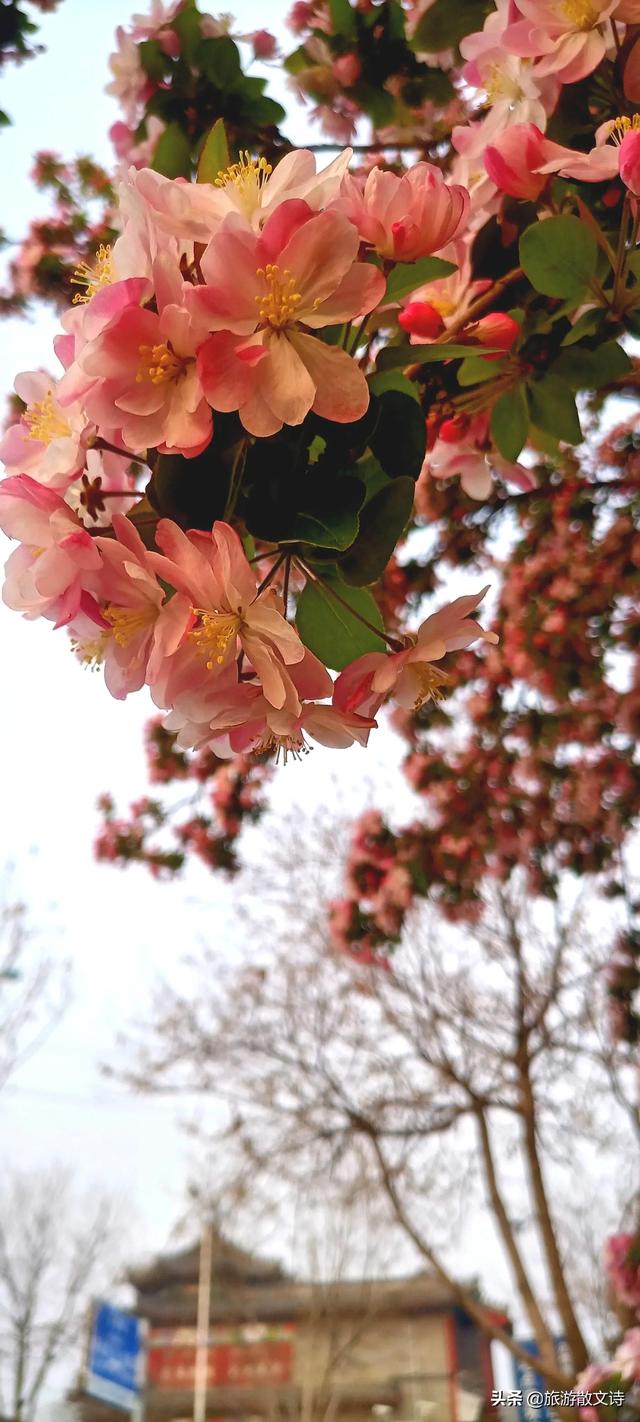 花开杨柳青