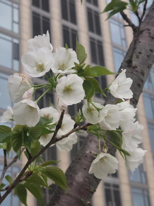 正当春花烂漫时