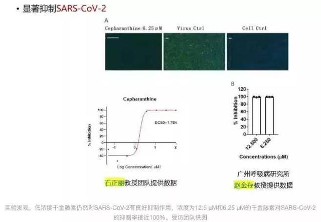 筛选几千个药物发现的千金藤素，上市还要多久？连花会受影响吗？