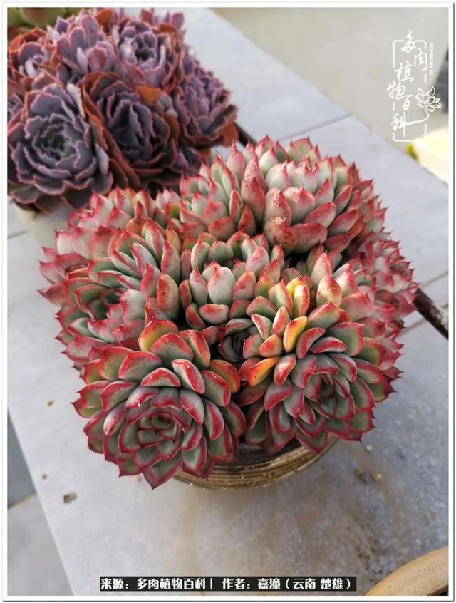 玉蝶铜芯电线价格表4平方,玉蝶铜芯线今日价格