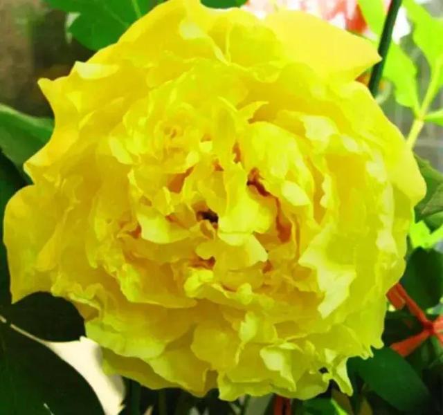 牡丹、芍药大比拼，到底谁最美