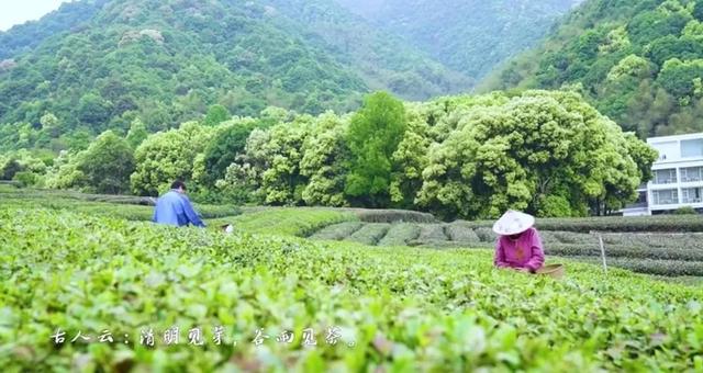 谷雨前的芽芽叶叶