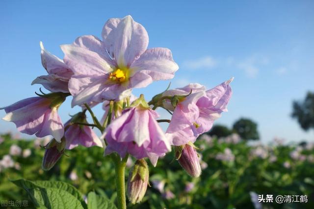 “死草不死洋芋”除草剂及配方有哪些？最厉害的除草剂是什么5