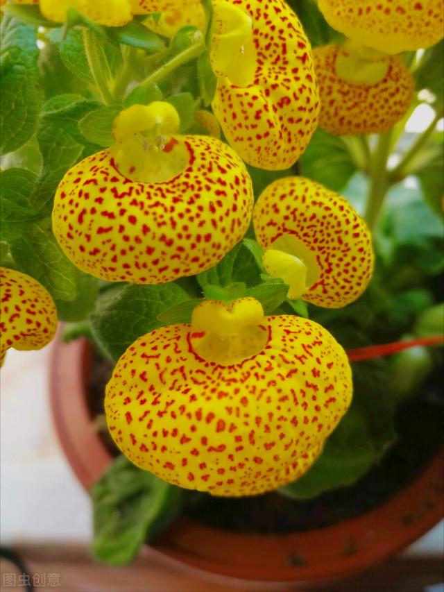 一花一深爱，五月五立夏情长，夏日暖阳拂人间，愿落花有情山水美