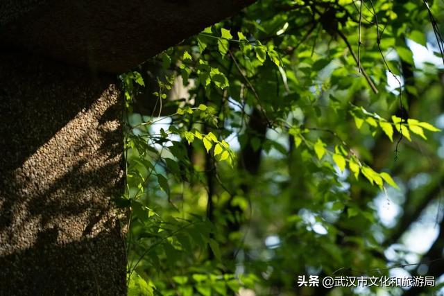 你好，珞珈山的夏天……