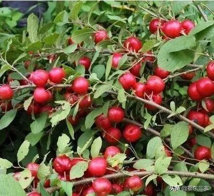 老人补钙多吃“高钙果”，天然水果食用好处多