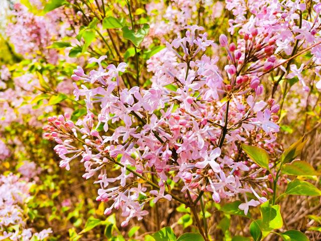 丁香花又开