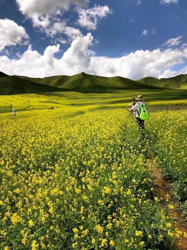 6月开什么花