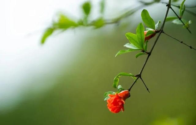 立夏：落絮蒙蒙立夏天，楼前槐树影初圆