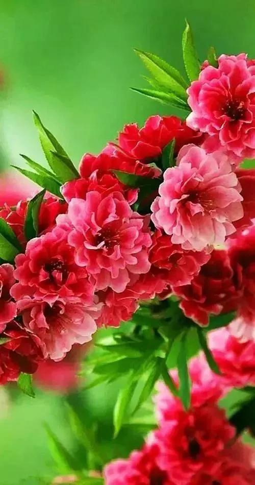 鲜花盛开，五颜六色，姹紫嫣红，一起来欣赏美景吧