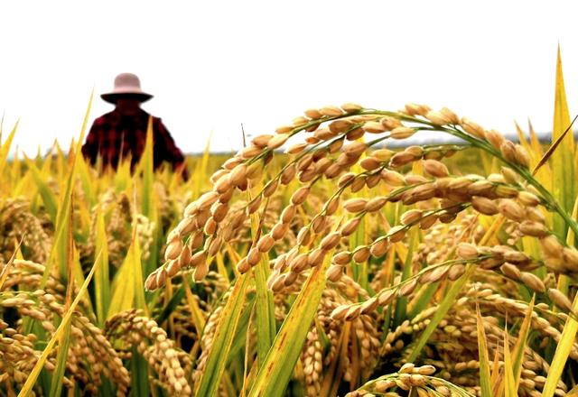 眼红了，世界粮食市场动荡，欧媒：中国应及时放出储备粮全球救急