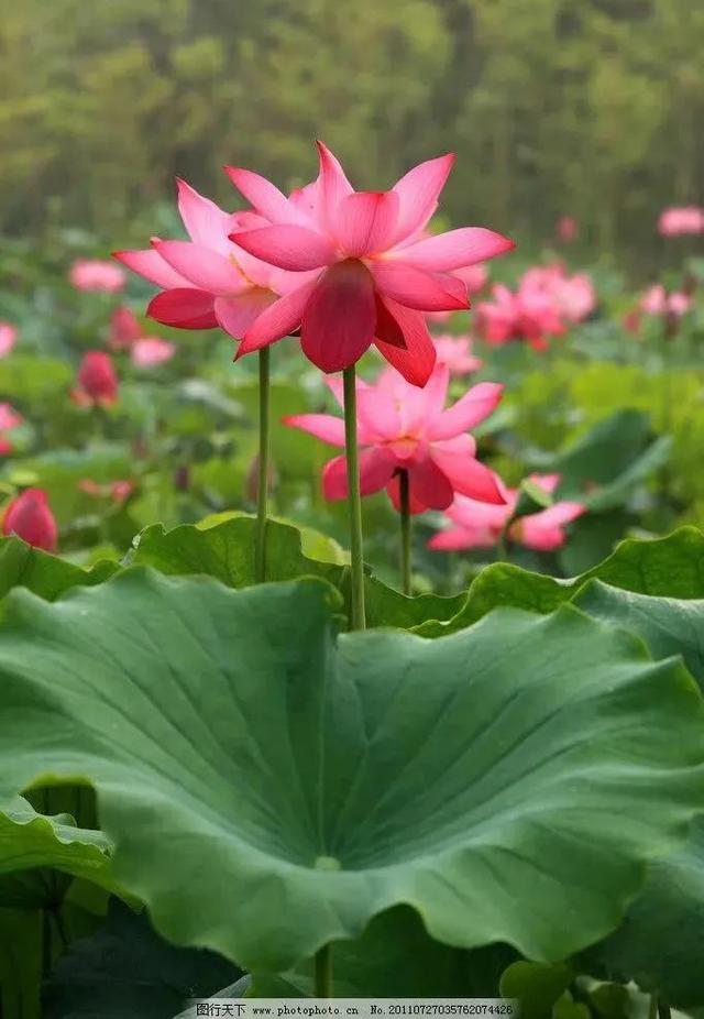 鲜艳夺目的花朵，美了眼，醉了心，忘掉了烦恼
