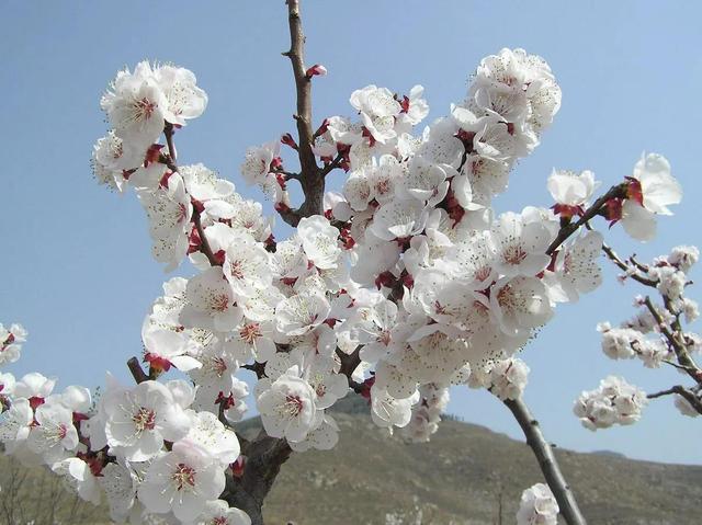 生日送什么花