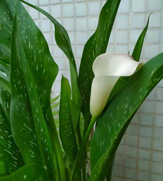 马蹄莲怎么养(马蹄莲怎么养家庭养法) 资讯 第9张