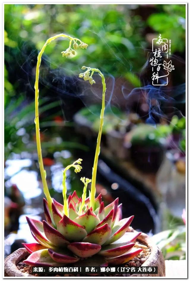 辽宁螺旋洗砂机出售