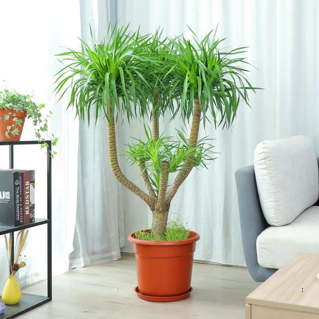 名贵的室内观赏植物 10大富贵花,客厅养一盆,高档又吉祥,还能吸收废气