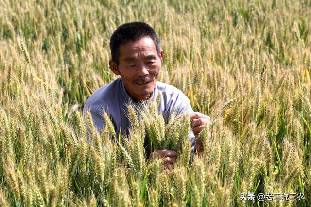 这六种叶，只要往小麦玉米地一喷，穗大穗多，粒饱，亩产1600斤5