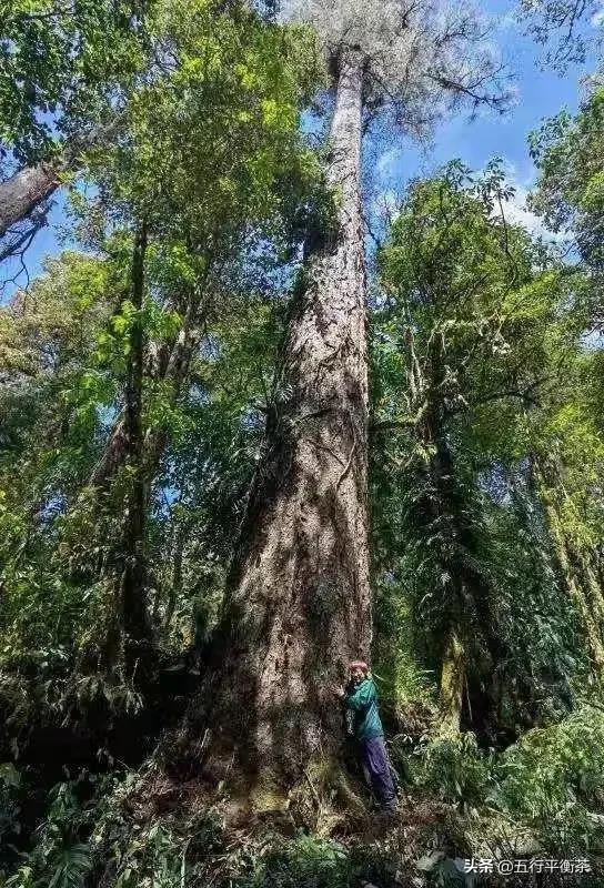 墨脱县发现最高树木，树高76.8米，云南树王退居为第二高树木