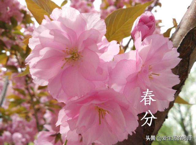 春分到，吃2春菜，食2春果，喝2春茶，做2春事，健康快乐过春天