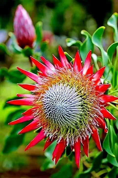 美丽的鲜花，姹紫嫣红，芬芳扑鼻，令人心情愉悦