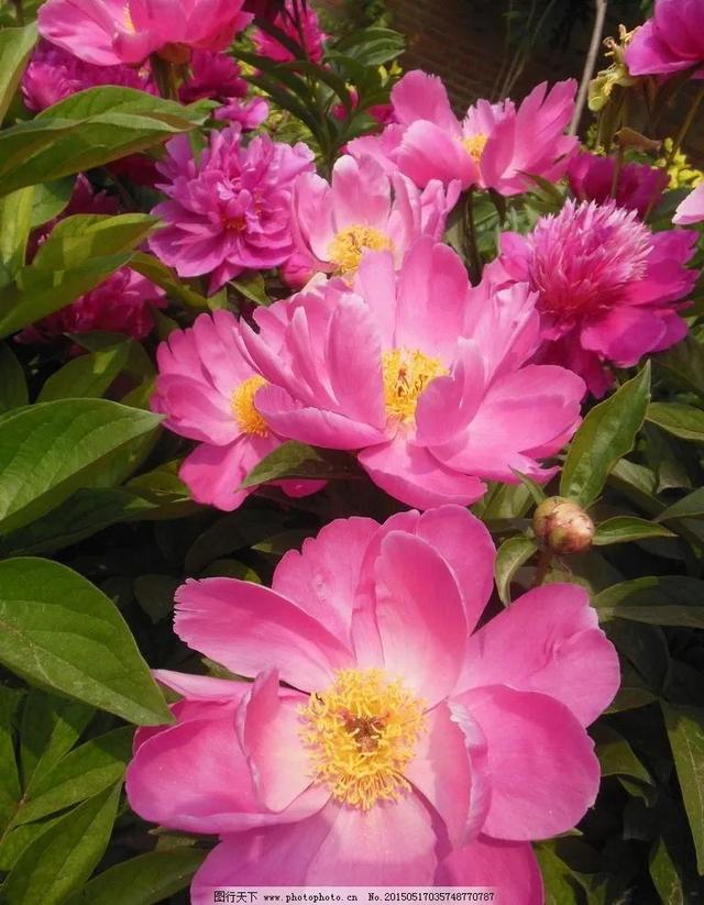 花的世界，芬芳美丽；醉了眼眸，美了心情
