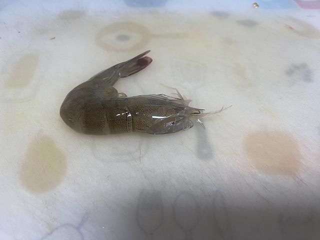 煮虾5分钟还是10分钟,开水煮虾5分钟还是10分钟