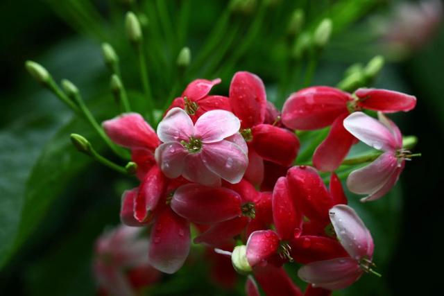 花中君子是什么花