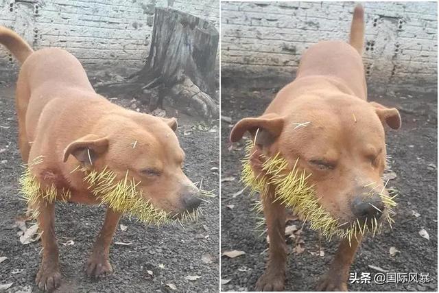 巴西土狗多次挑战豪猪，脸上却被扎满数百根刺，狗主人：免费针灸