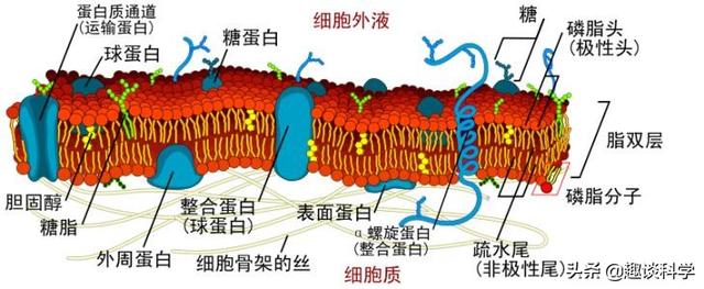 俄要将“冠状病毒蛋白质”送到国际空间站！这么做有何目的？