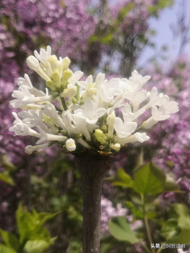 千千结里，暮春意徜徉，紫气更芬芳，丁香粉黛满城香