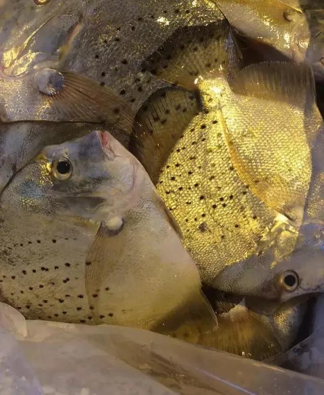 本港产鸡笼鲳别名金鲳,镜鲳,金钟等,浑身金光闪闪,身上布满黑色斑点.