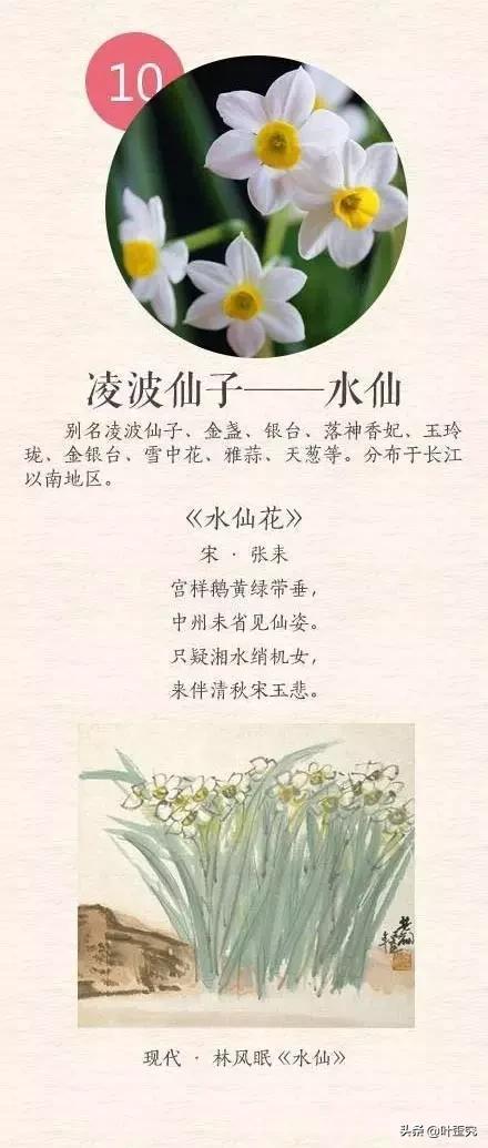 11月开什么花