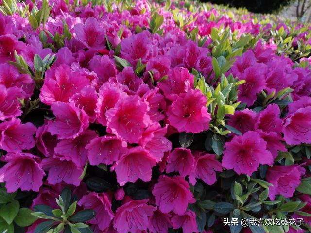 只为杜鹃来开花