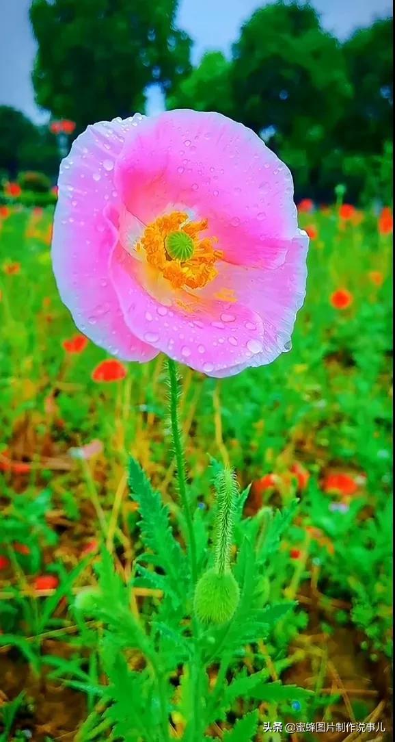 岁月，就是一场花开，花开时鲜艳夺目，芬芳浓郁，蝴蝶也随之而来