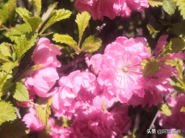 榆叶梅，是绿叶对鲜花的赞美，更是花与叶的相互点缀，相依相偎