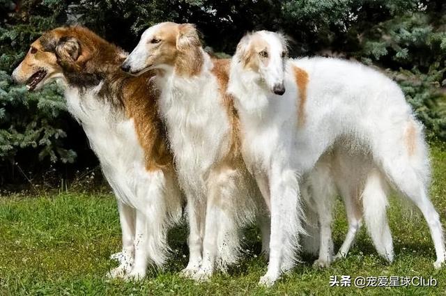 苏俄猎狼犬 苏俄猎狼犬（苏俄猎狼犬猎杀狼视频） 动物