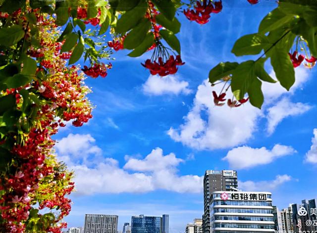 花中君子是什么花