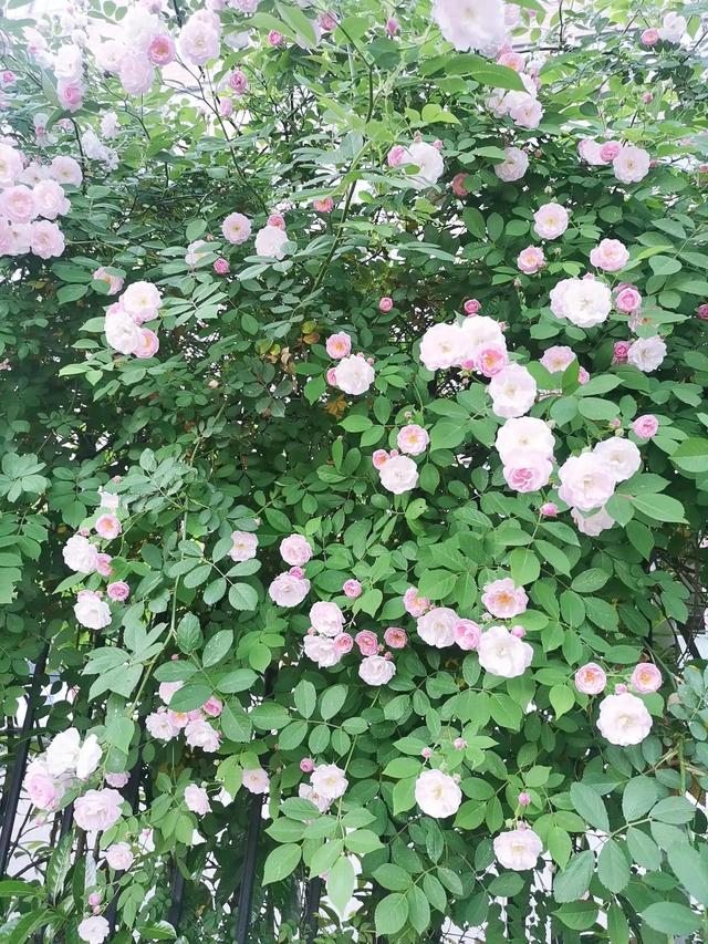 花影缤纷 一路相逢