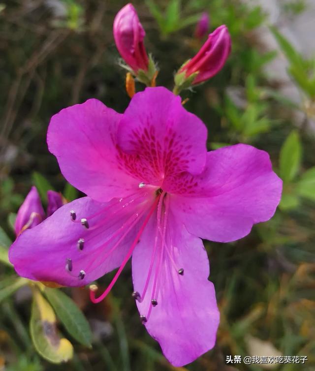 只为杜鹃来开花