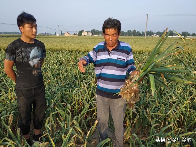 大蒜收获在即，今年大蒜是“狠”还是“贱”，蒜农要有定力