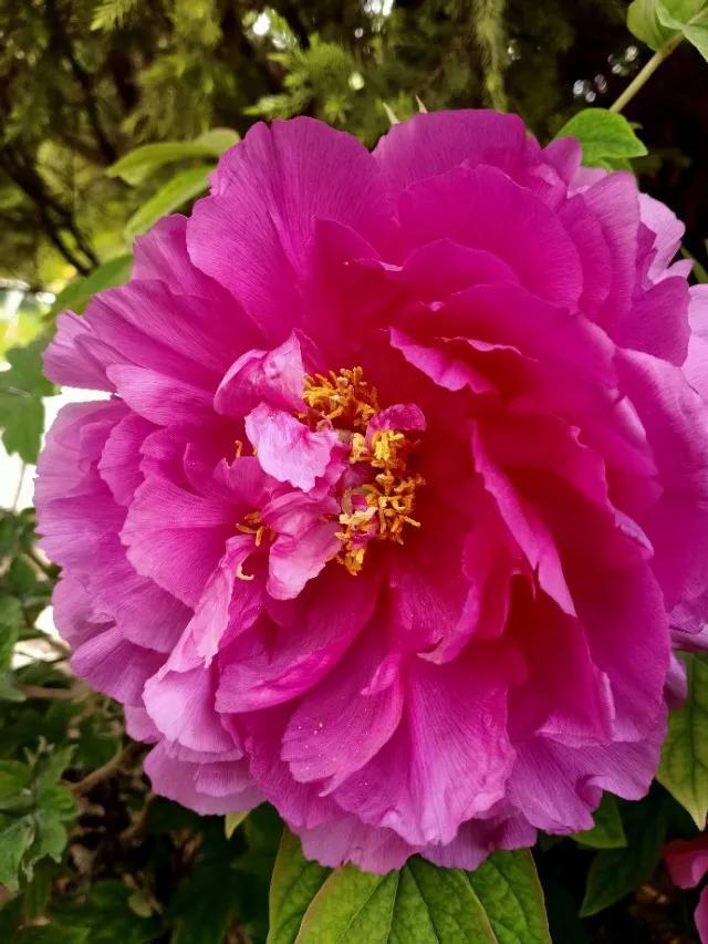 花的世界，芬芳美丽；醉了眼眸，美了心情