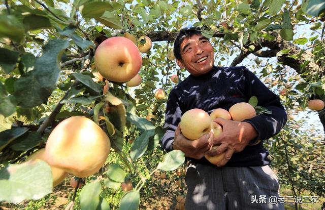 这五种叶，只要给苹果树一喷，果多浓红，一个就卖15元，亩收4万8